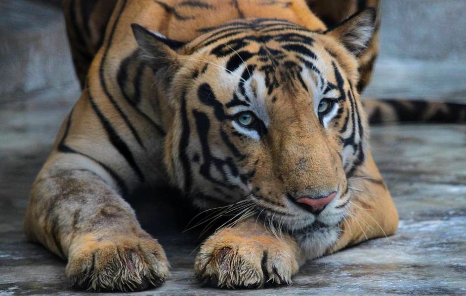 Bengal Tiger in New York 